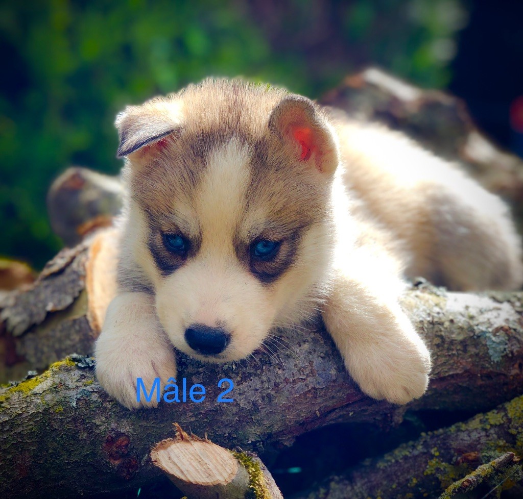 Du val de la durdent - Chiot disponible  - Siberian Husky