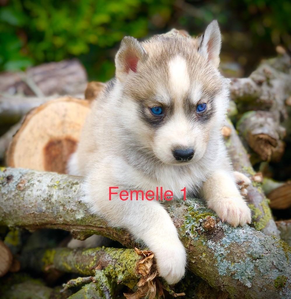 Du val de la durdent - Chiot disponible  - Siberian Husky