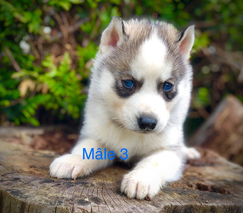 Du val de la durdent - Chiot disponible  - Siberian Husky