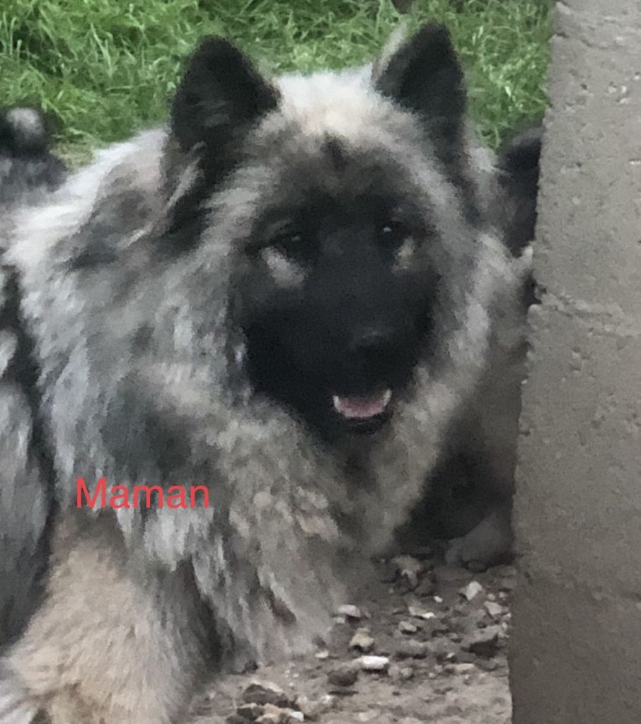 Les Eurasier de l'affixe Du val de la durdent