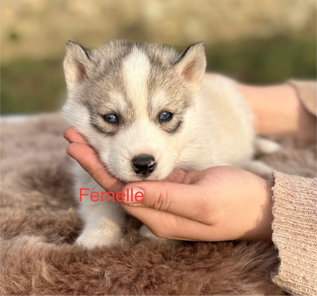 Du val de la durdent - Chiot disponible  - Siberian Husky