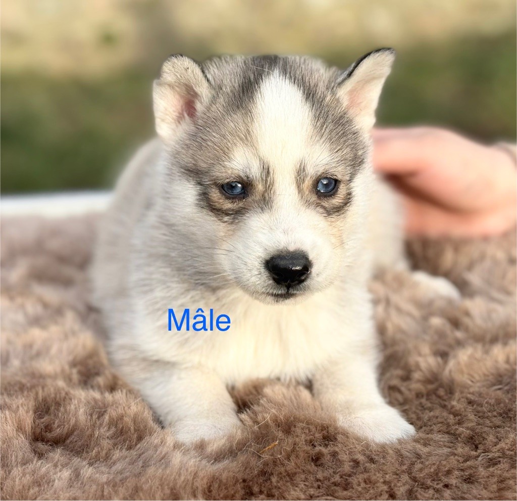 Du val de la durdent - Chiot disponible  - Siberian Husky