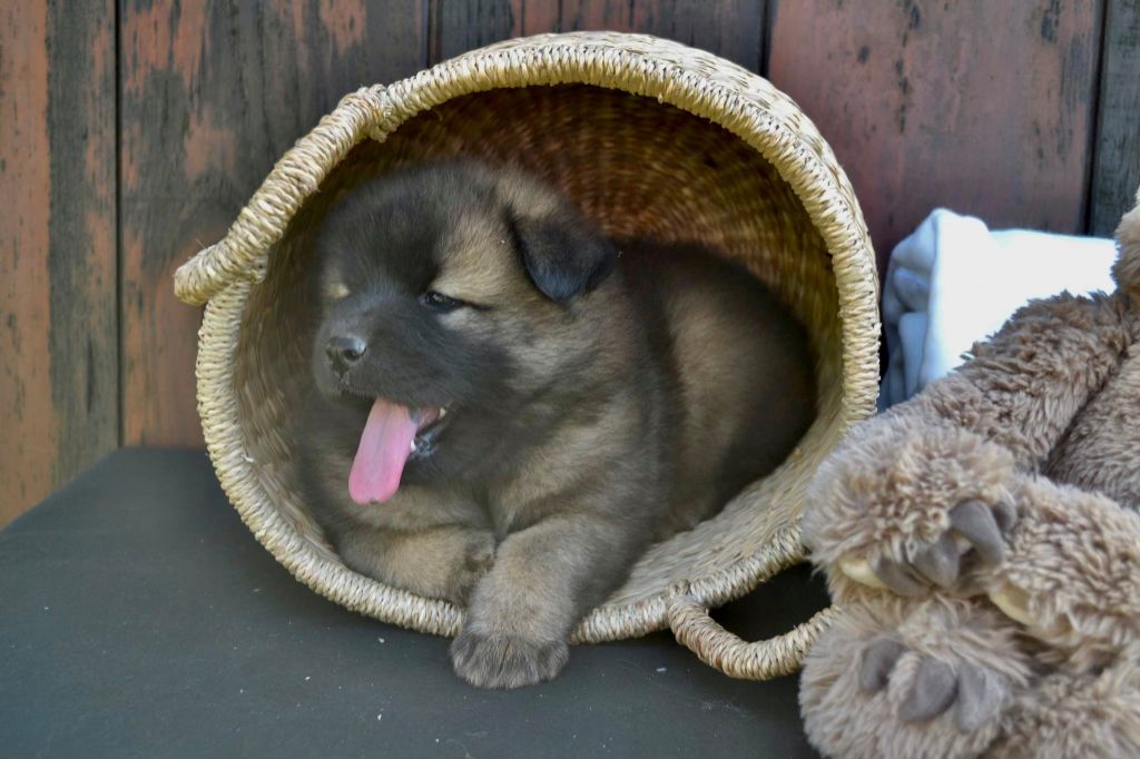 Du val de la durdent - Chiot disponible  - Eurasier