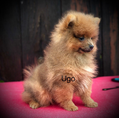 Ugo