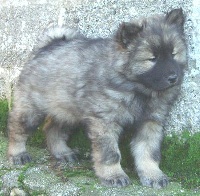 Du val de la durdent - Eurasier - Portée née le 14/10/2013