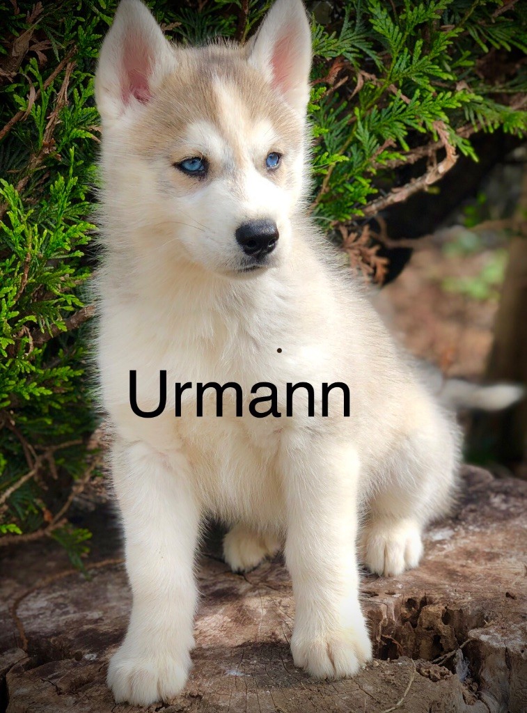 Urmann