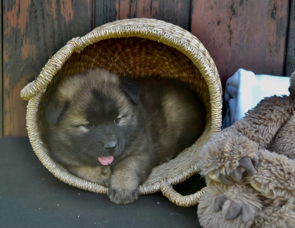 Du val de la durdent - Chiot disponible  - Eurasier