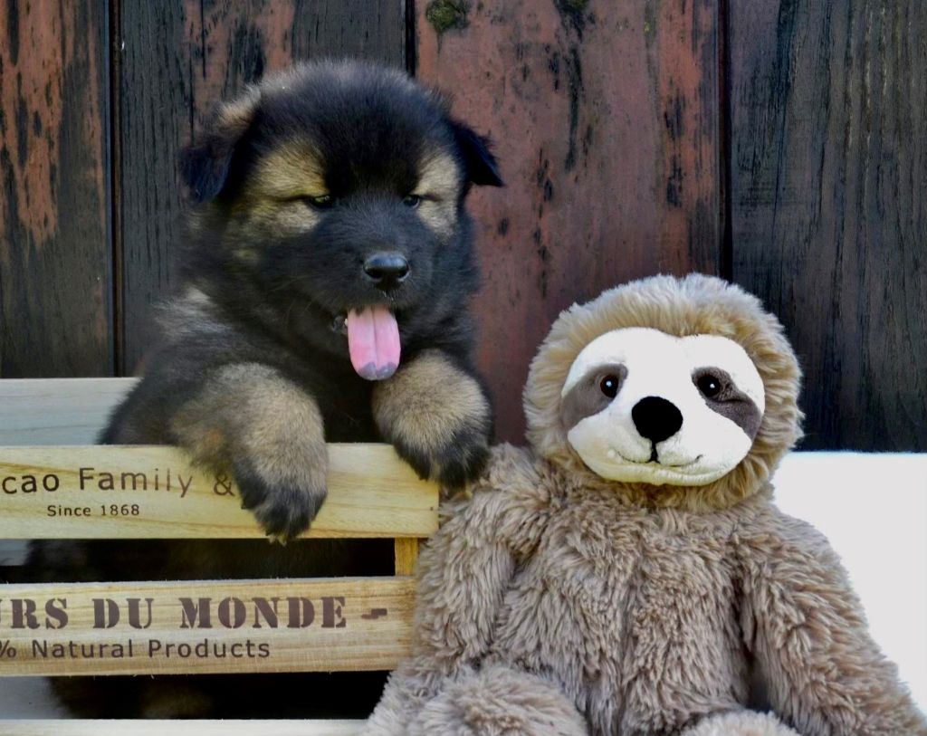 Du val de la durdent - Chiot disponible  - Eurasier