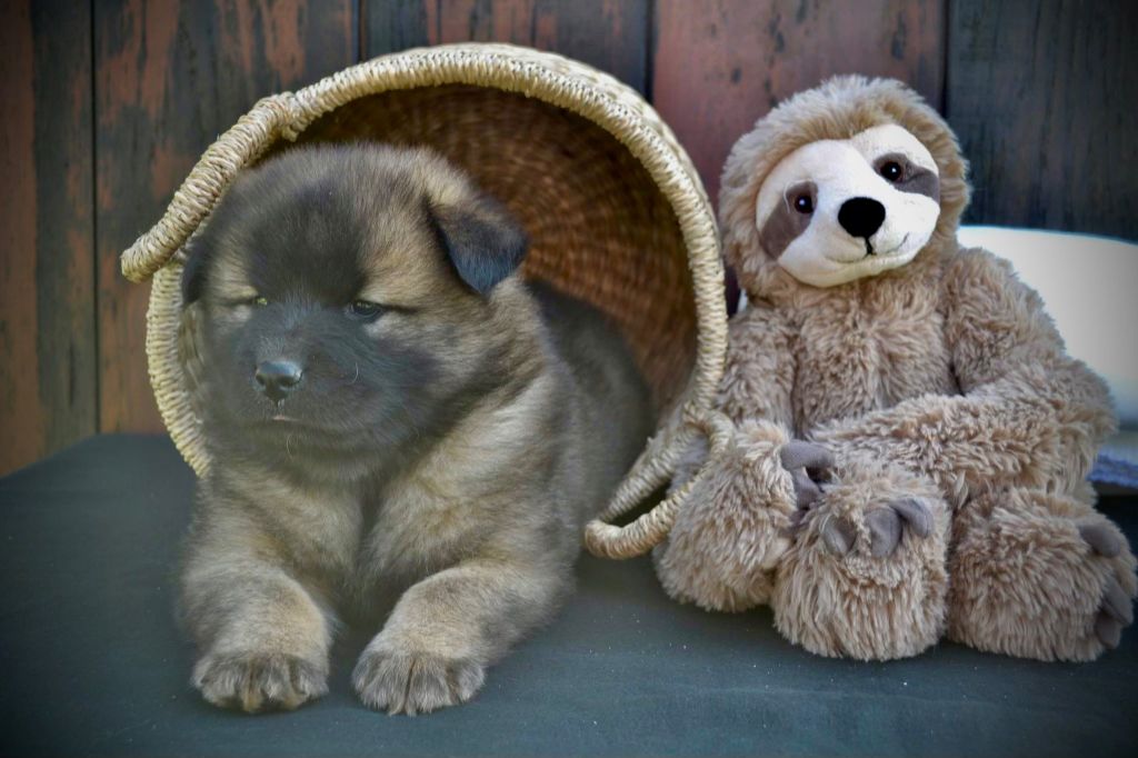 Du val de la durdent - Chiot disponible  - Eurasier