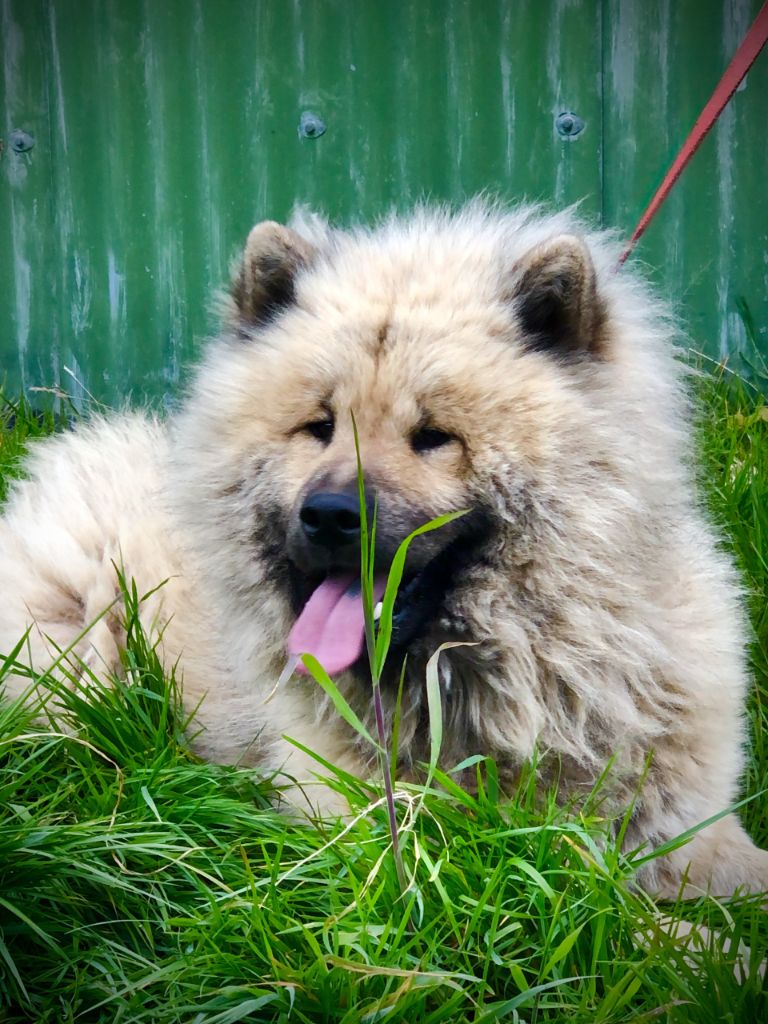 Simba De La Légende De Gafy