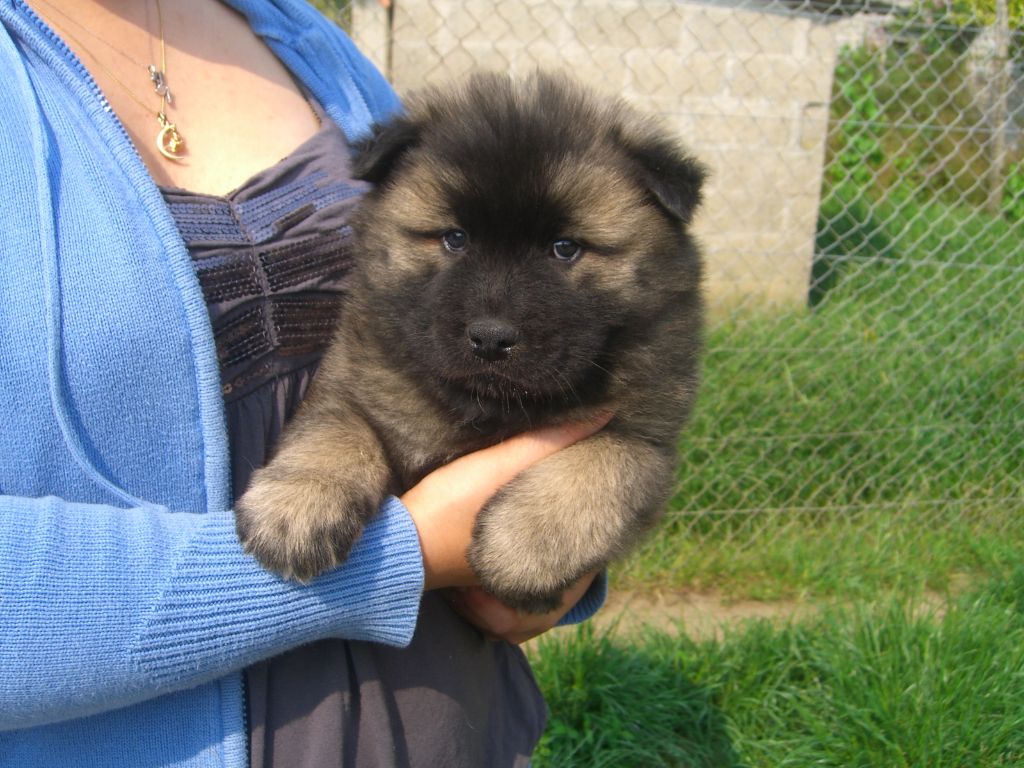 Du val de la durdent - Chiots disponibles - Eurasier
