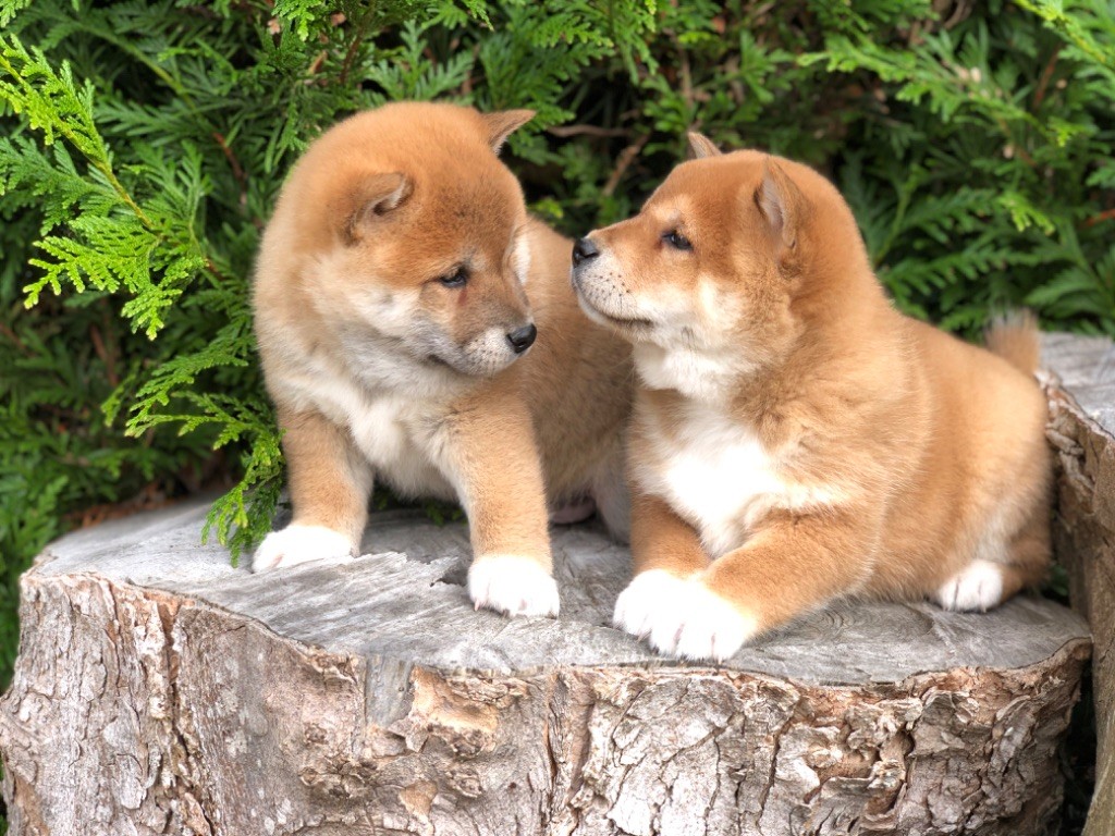 Du val de la durdent - Chiots disponibles - Shiba