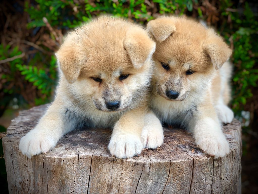 Du val de la durdent - Chiots disponibles - Akita