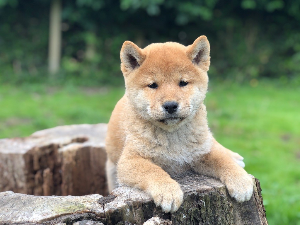 Du val de la durdent - Chiots disponibles - Shiba