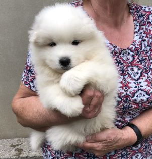 Du val de la durdent - Chiots disponibles - Samoyède