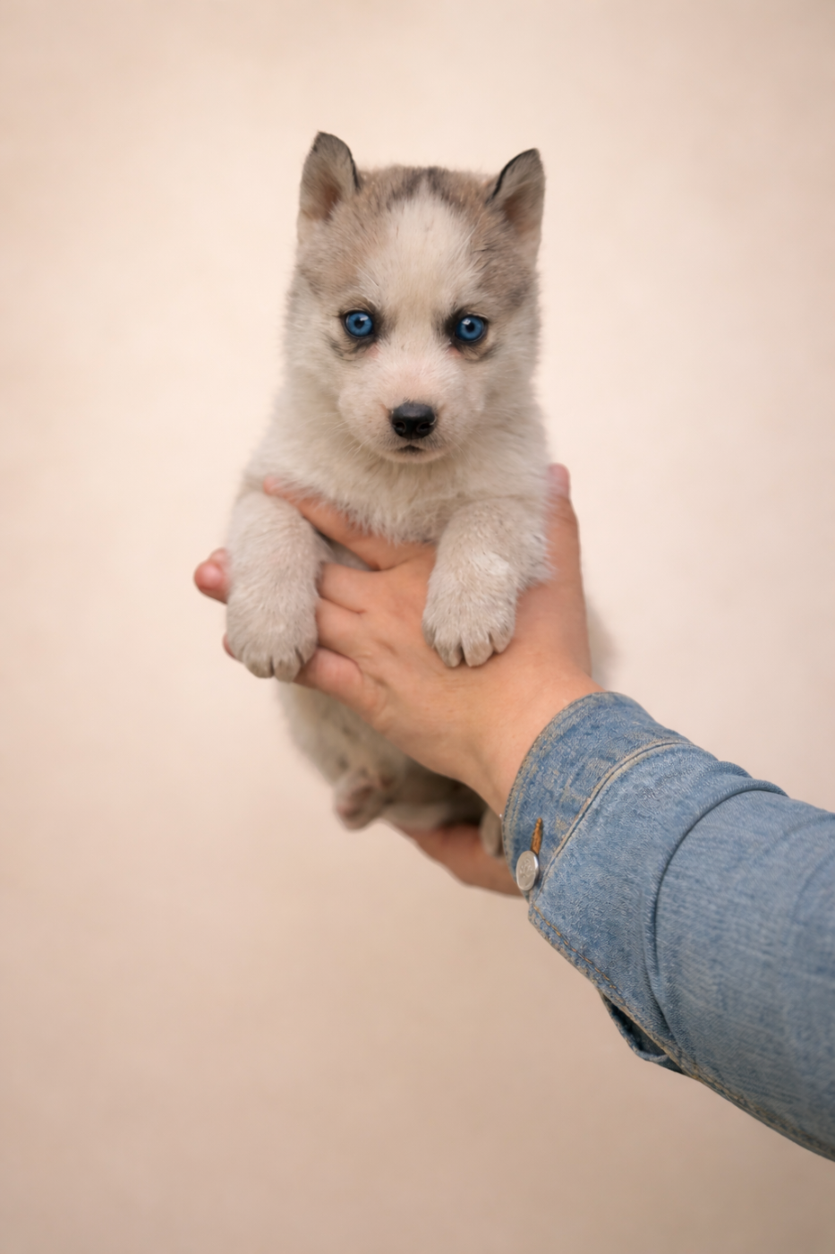 Du val de la durdent - Chiots disponibles - Siberian Husky
