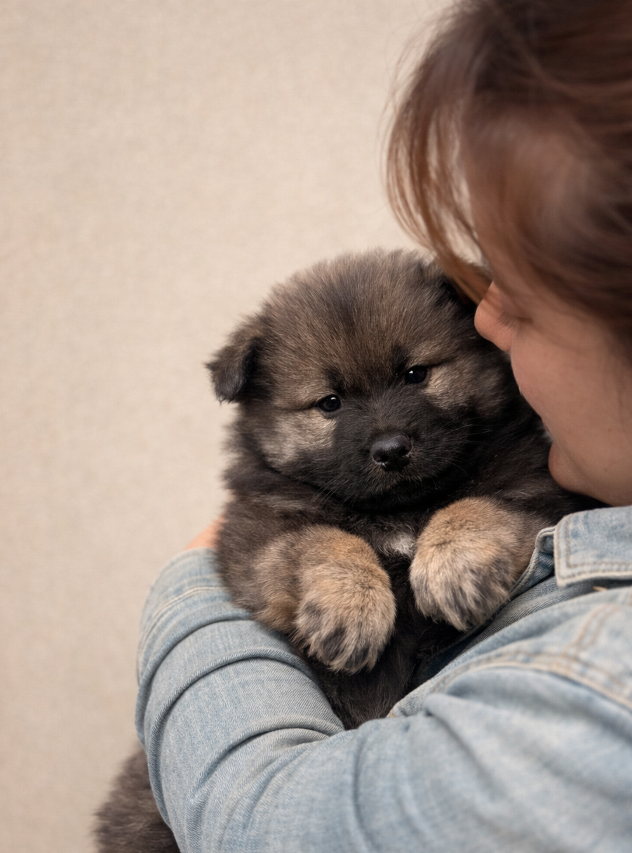 Du val de la durdent - Chiots disponibles - Eurasier