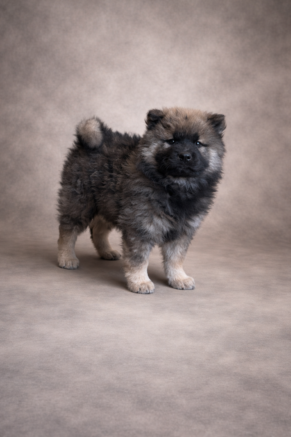 Du val de la durdent - Chiots disponibles - Eurasier