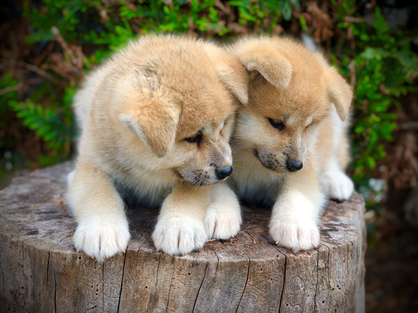 Du val de la durdent - Chiots disponibles - Akita