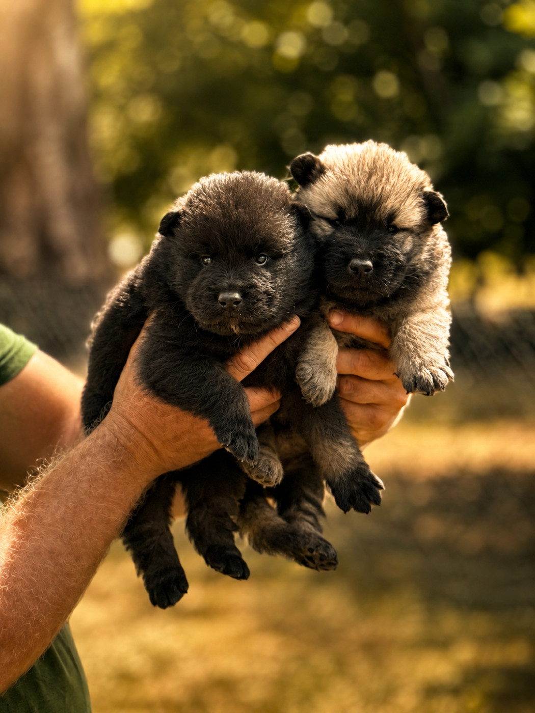Du val de la durdent - Chiots disponibles - Eurasier