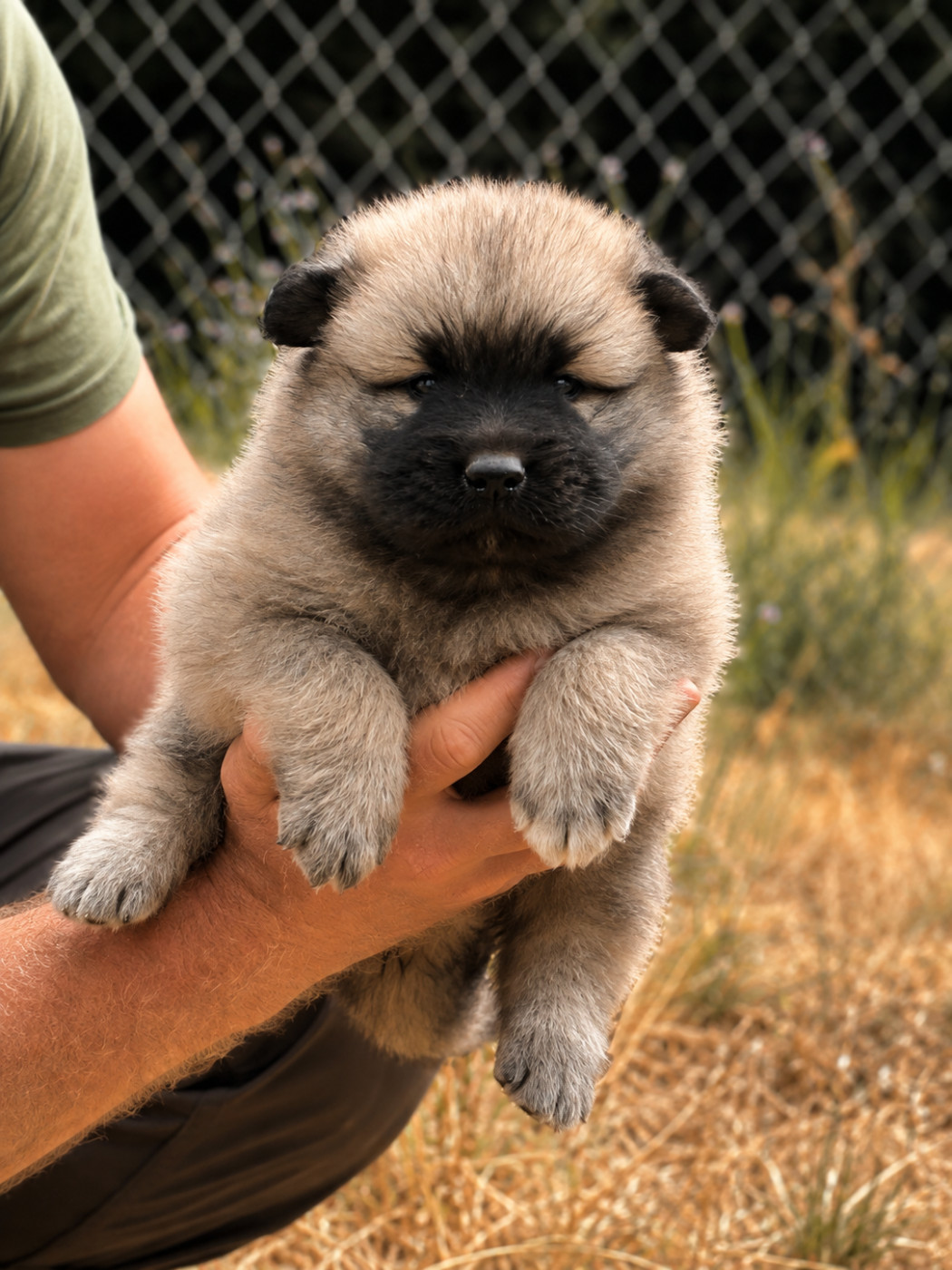 Du val de la durdent - Chiots disponibles - Eurasier