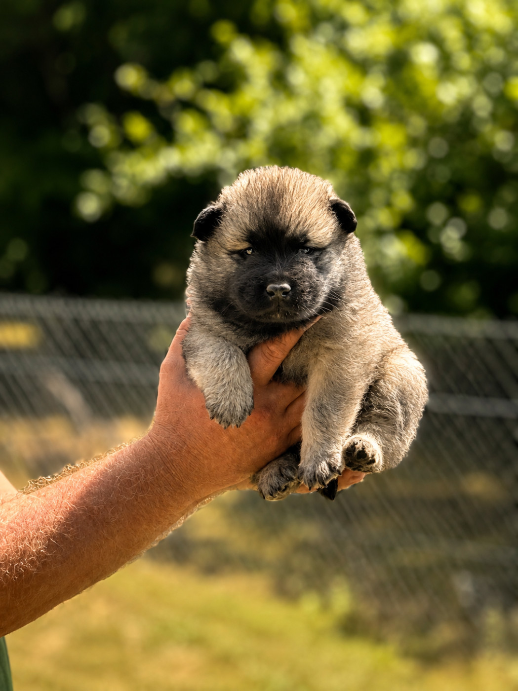 Du val de la durdent - Chiots disponibles - Eurasier