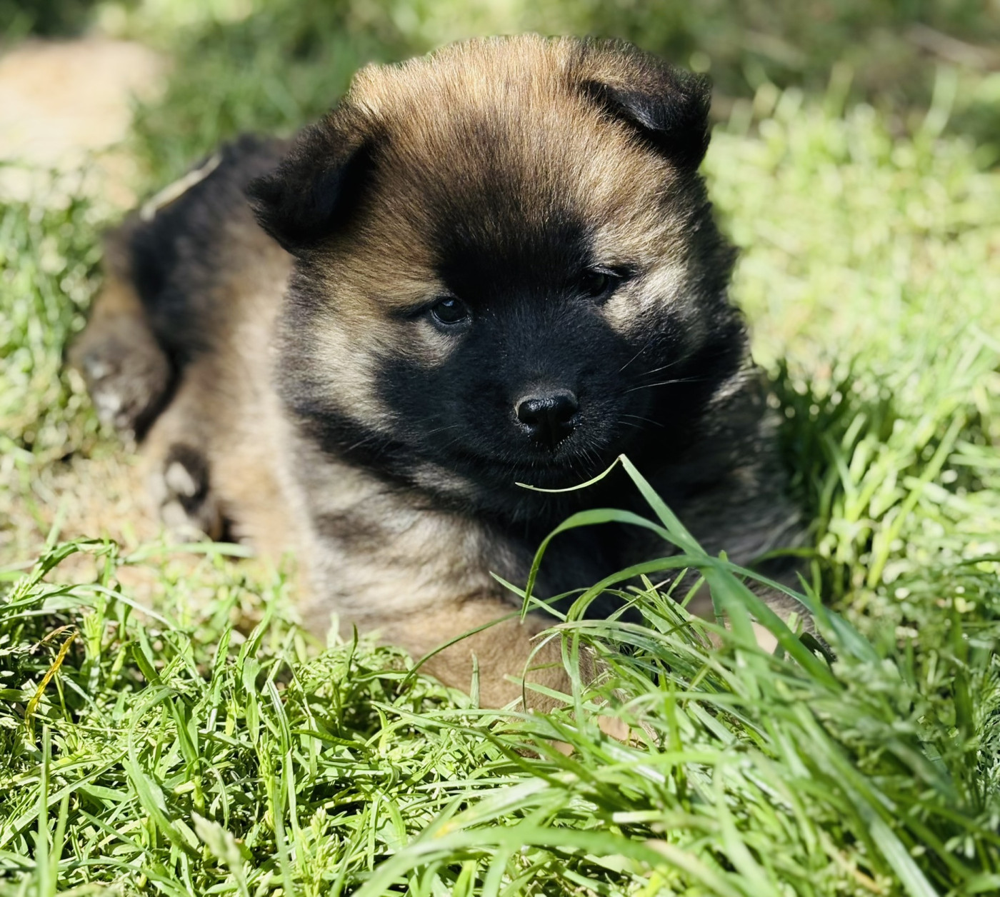 Du val de la durdent - Chiots disponibles - Eurasier