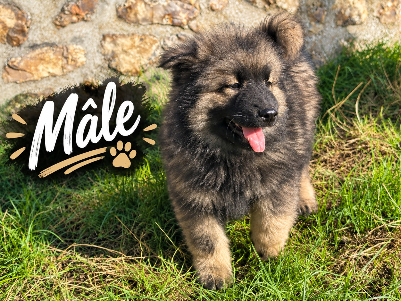 Du val de la durdent - Chiots disponibles - Eurasier