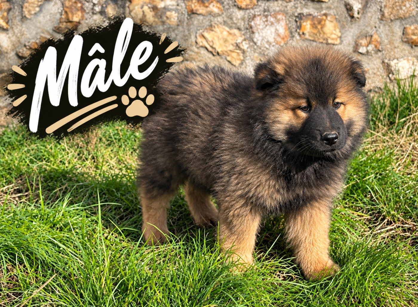 Du val de la durdent - Chiots disponibles - Eurasier
