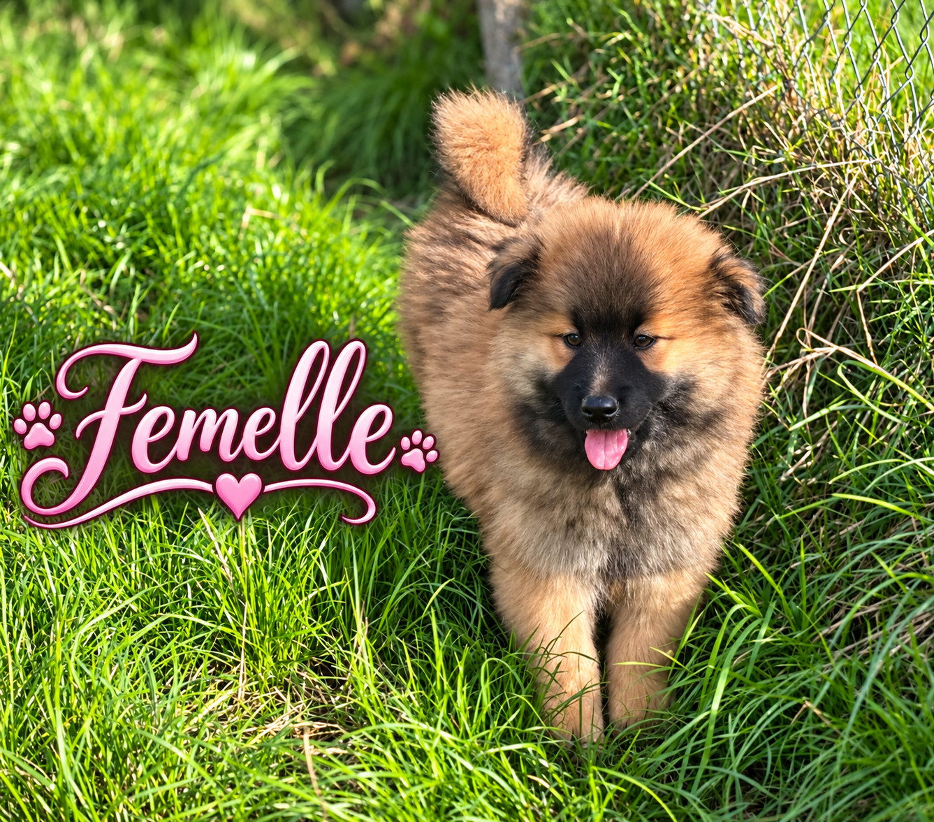 Du val de la durdent - Chiots disponibles - Eurasier