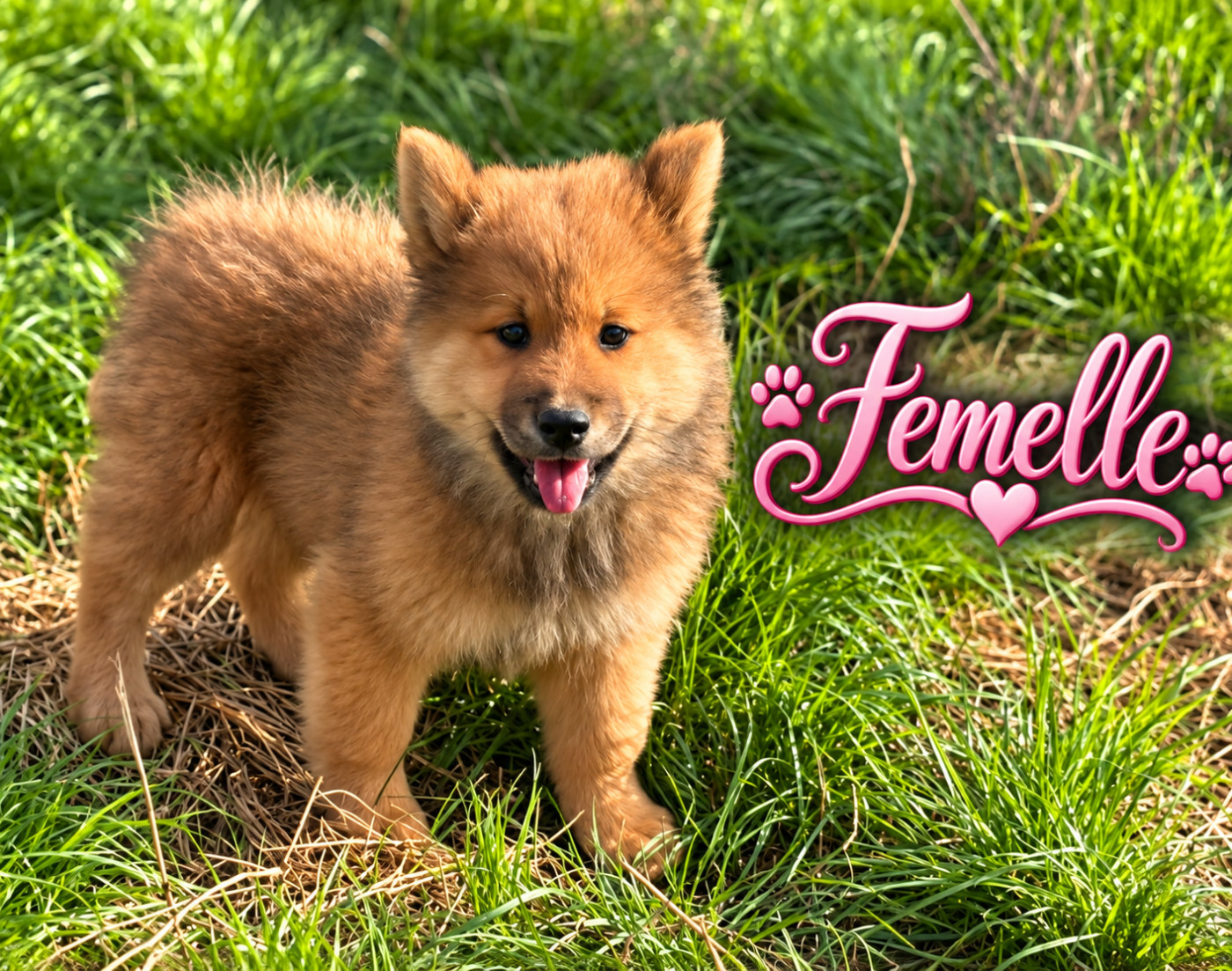 Du val de la durdent - Chiots disponibles - Eurasier