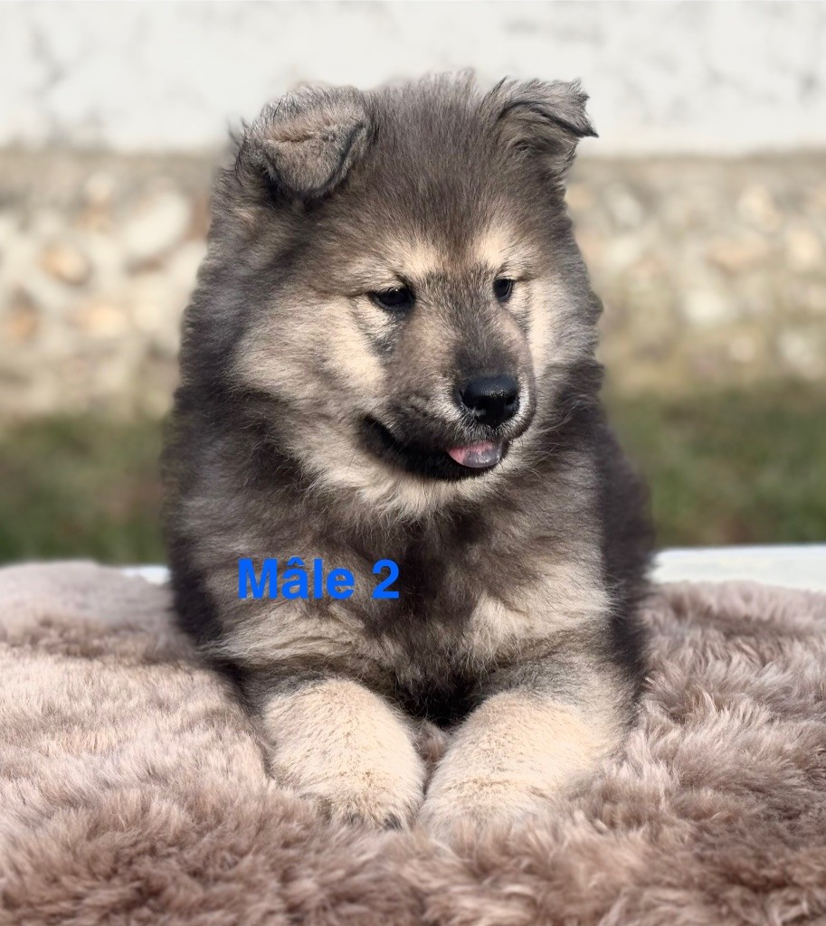 Du val de la durdent - Chiots disponibles - Eurasier