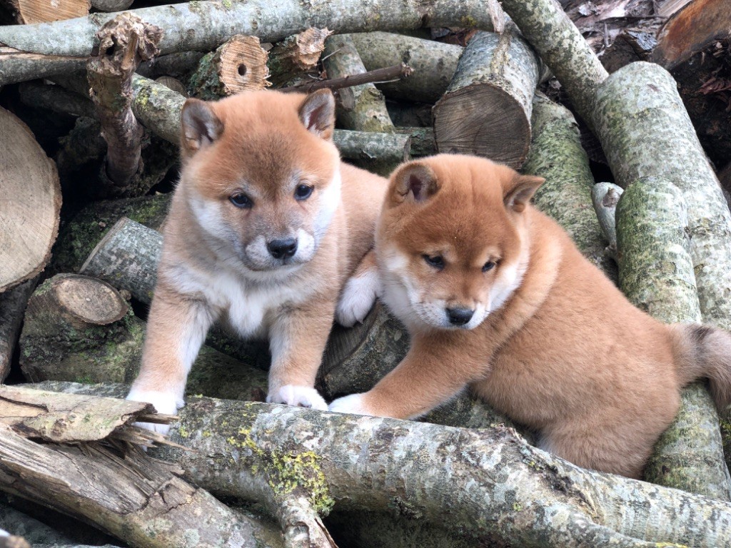 Du val de la durdent - Chiots disponibles - Shiba