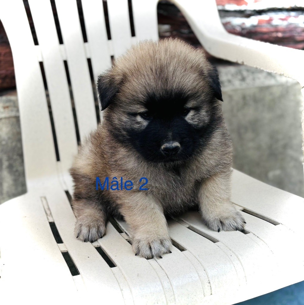 Du val de la durdent - Chiots disponibles - Eurasier