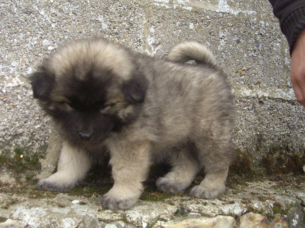 Du val de la durdent - Chiots disponibles - Eurasier