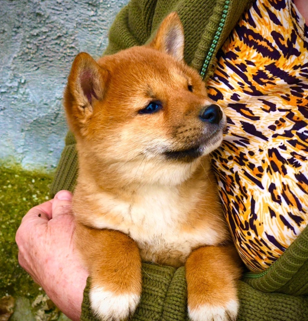 Du val de la durdent - Chiots disponibles - Shiba