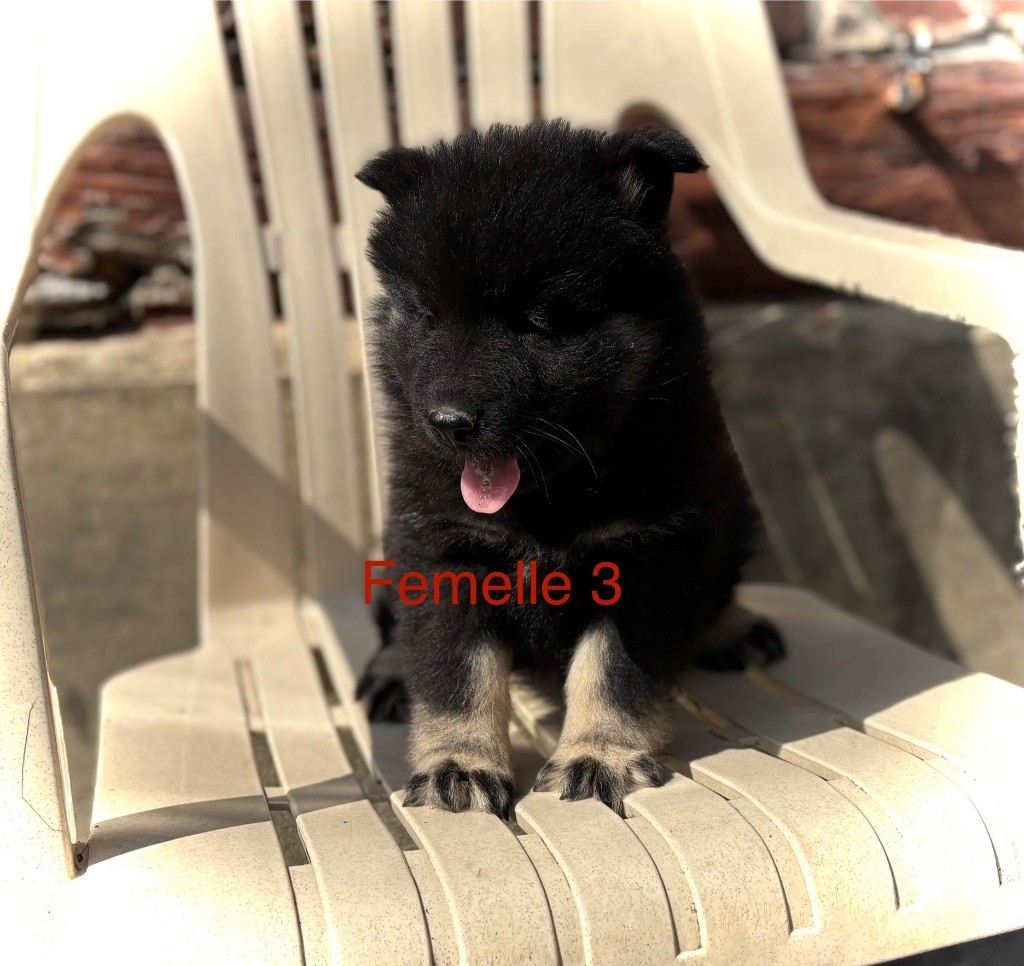 Du val de la durdent - Chiots disponibles - Eurasier