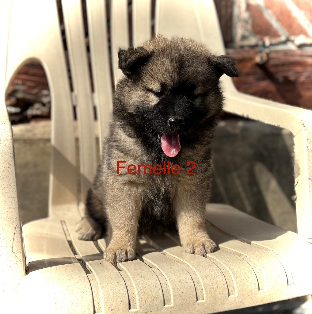 Du val de la durdent - Chiots disponibles - Eurasier