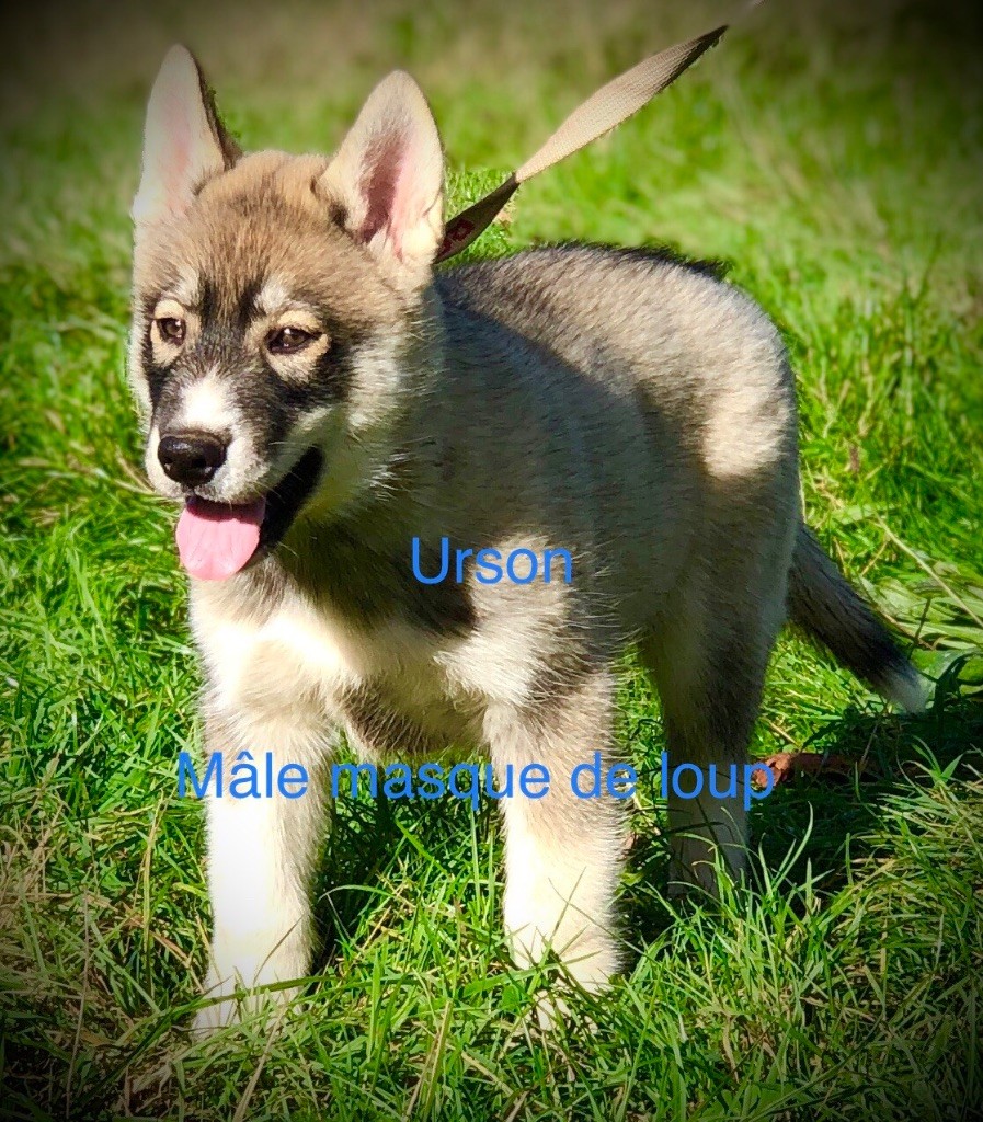 Du val de la durdent - Chiots disponibles - Siberian Husky