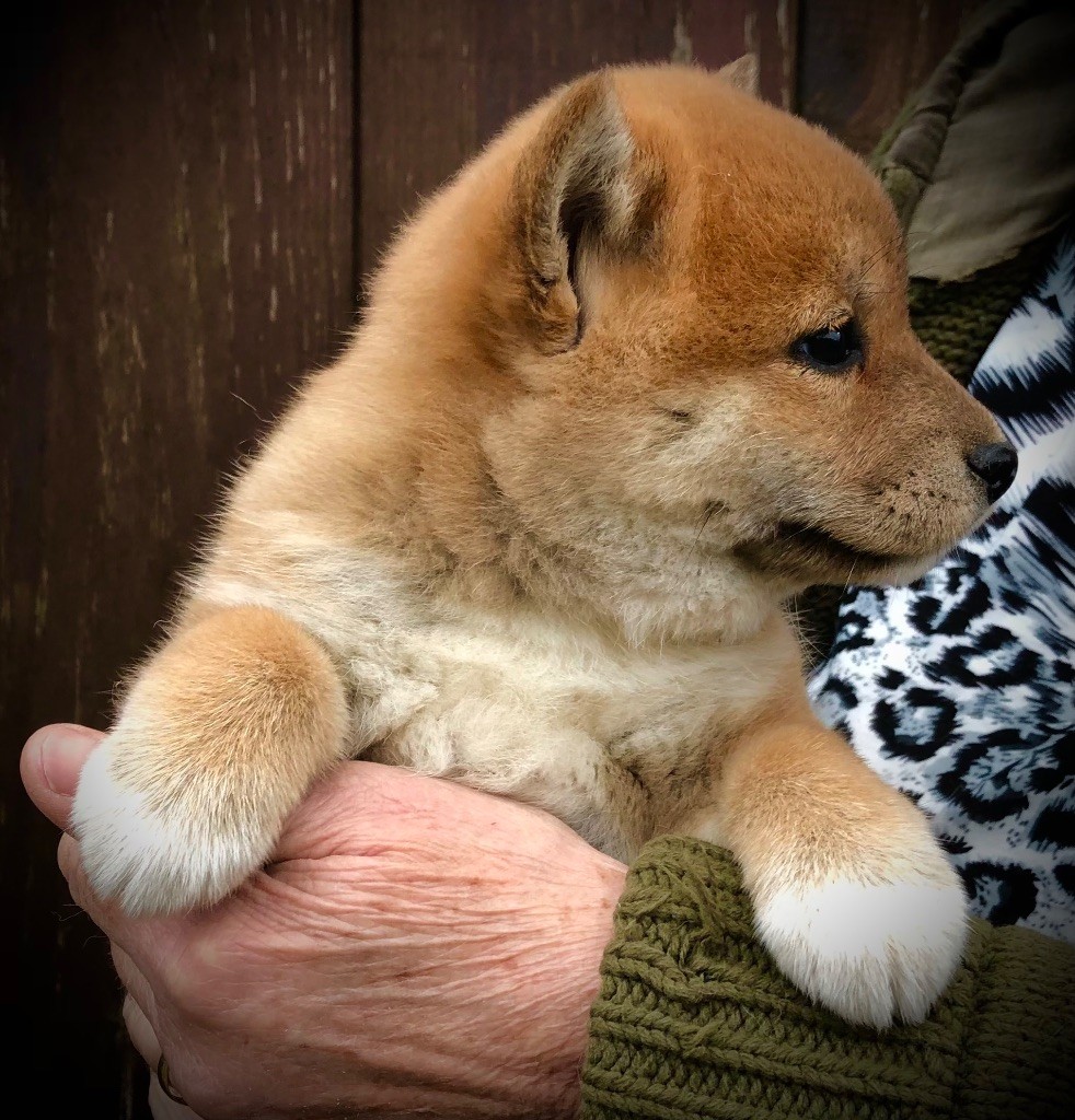 Du val de la durdent - Chiots disponibles - Shiba