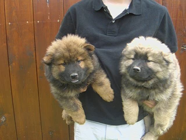 Du val de la durdent - Chiots disponibles - Eurasier