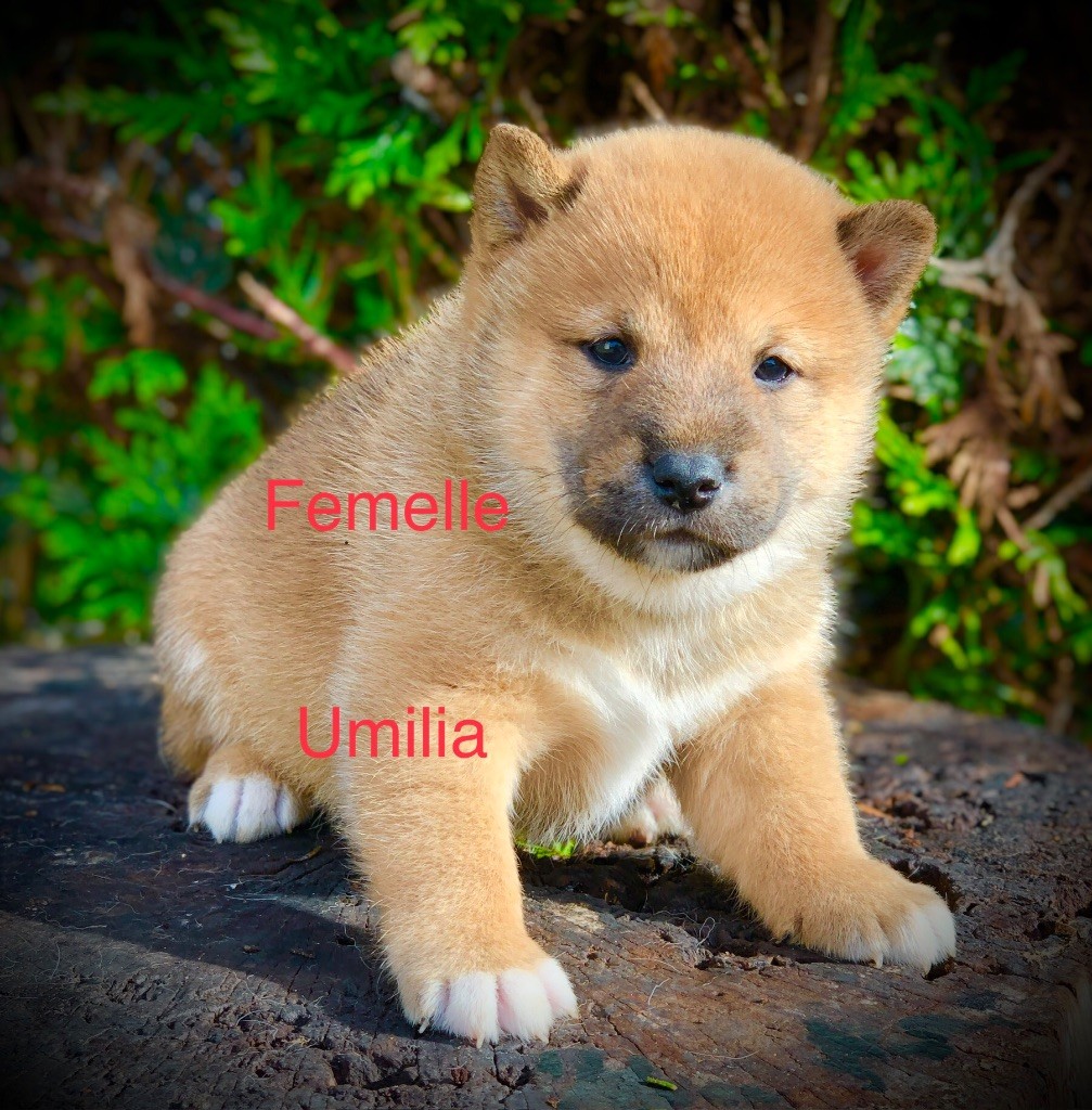 Du val de la durdent - Chiots disponibles - Shiba