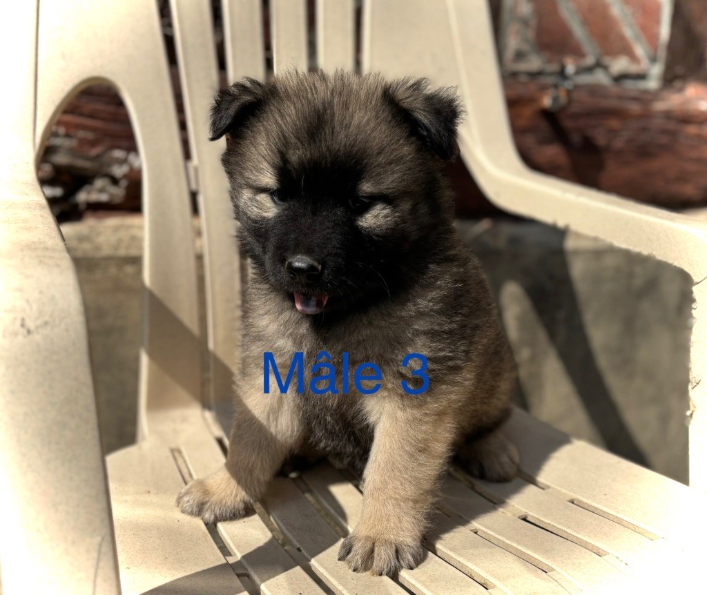 Du val de la durdent - Chiots disponibles - Eurasier