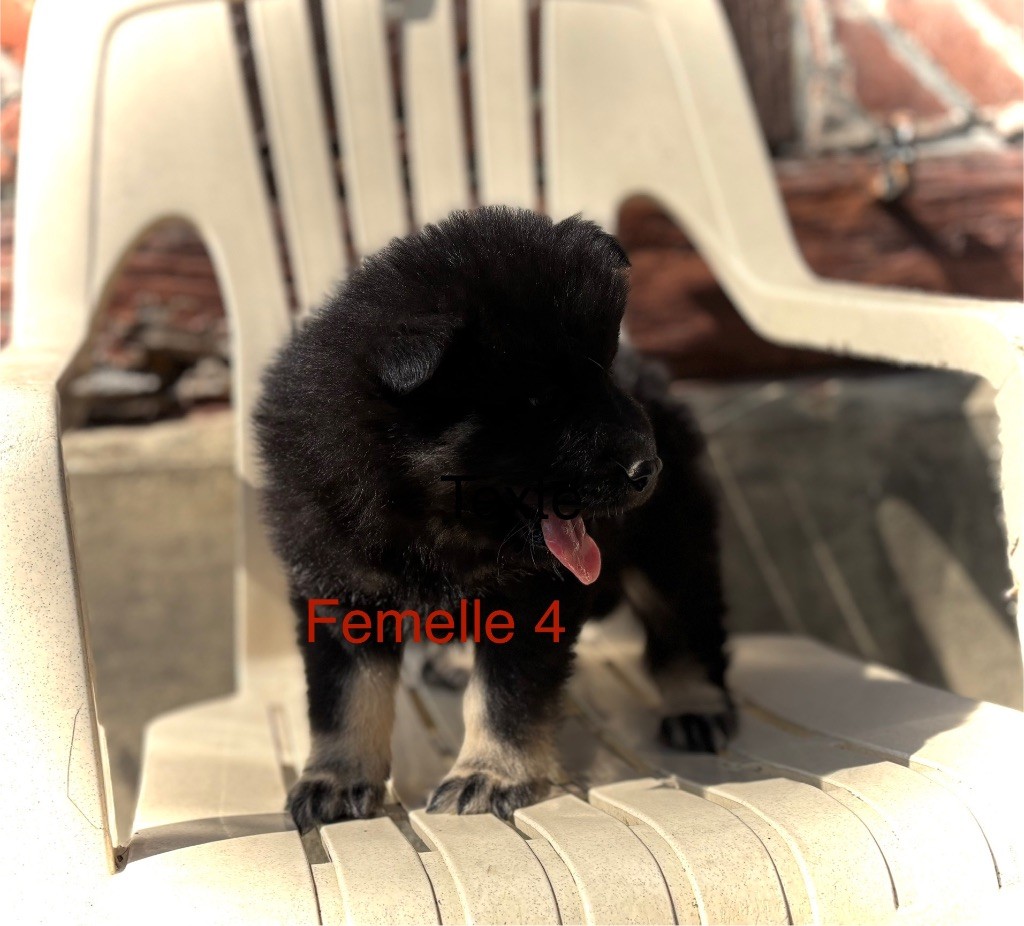 Du val de la durdent - Chiots disponibles - Eurasier