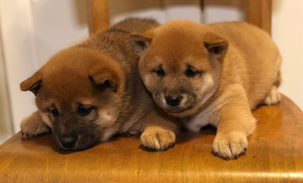 Du val de la durdent - Chiots disponibles - Shiba