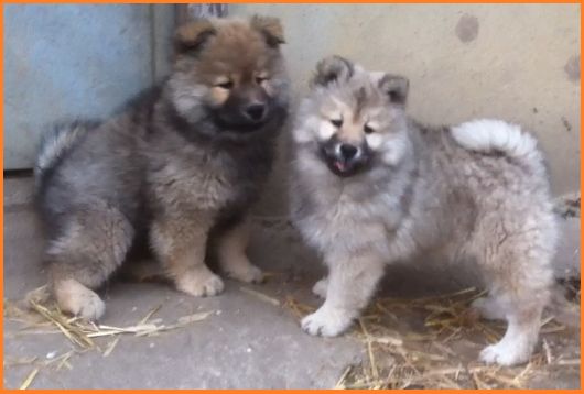 Du val de la durdent - Chiots disponibles - Eurasier