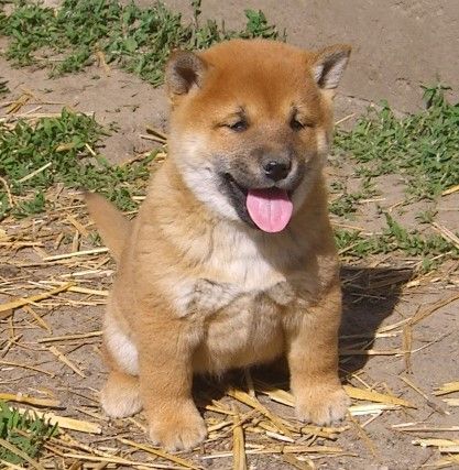 Du val de la durdent - Chiots disponibles - Shiba