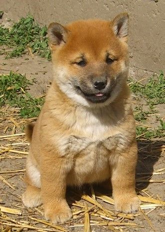 Du val de la durdent - Chiots disponibles - Shiba