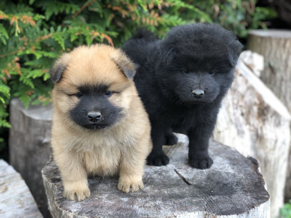 Du val de la durdent - Chiots disponibles - Eurasier