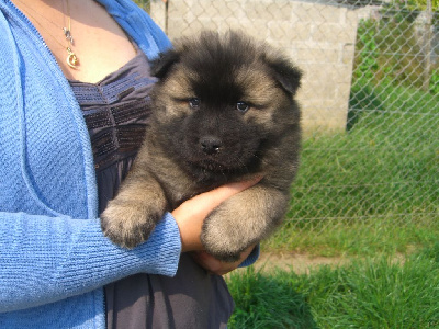 CHIOT 4